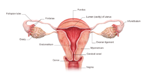 what is pcos