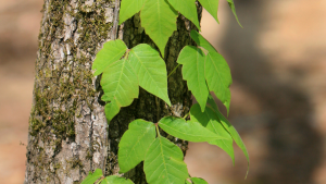 Poison Ivy and Poison Oak - warm weather skin