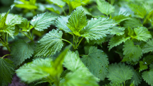 Stinging Nettle