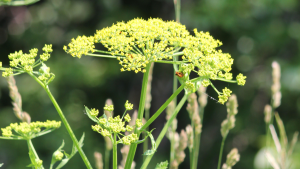 Wild Parsnip - Summer skin