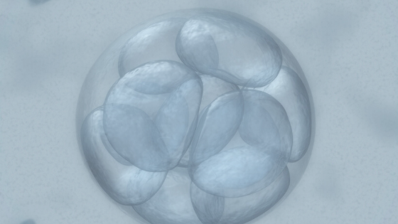 embryo forms during the first month of pregnancy