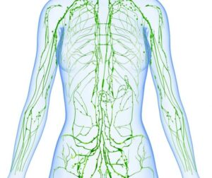 lymphatic system