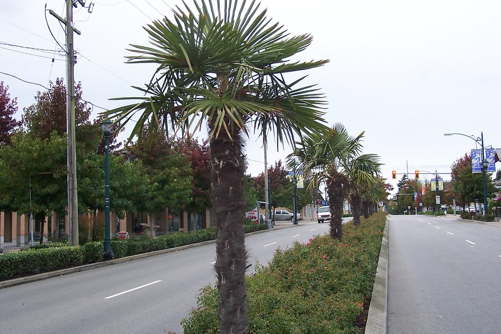 See an online doctor from anywhere across Delta, BC